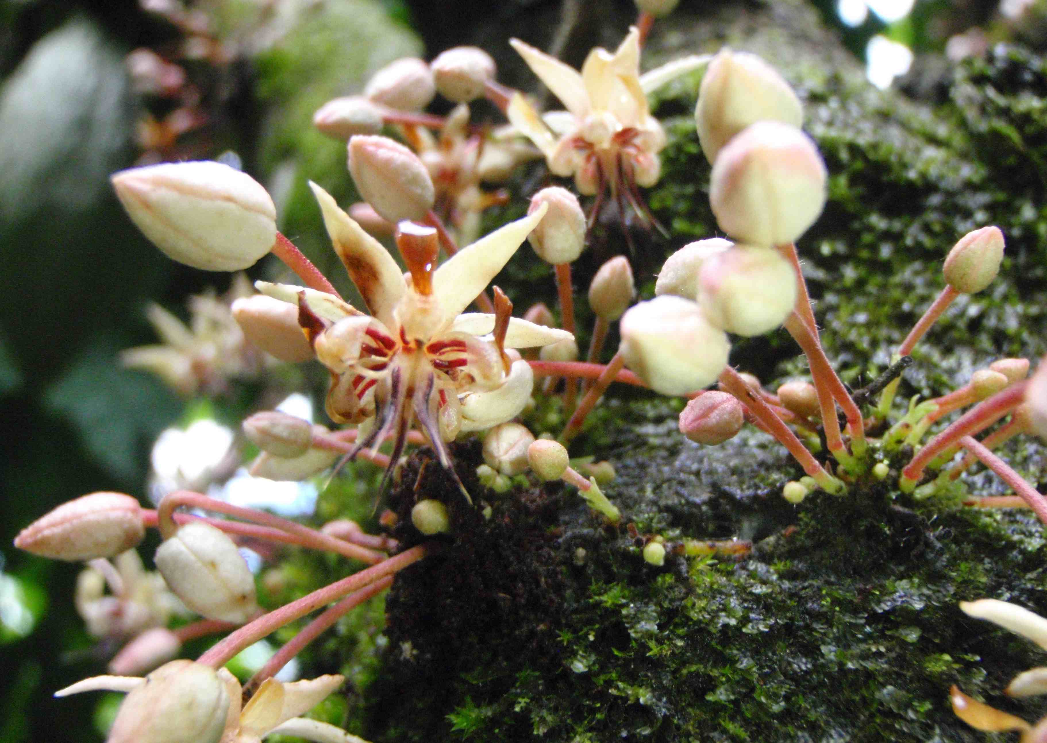 Blooming Cacao Tree