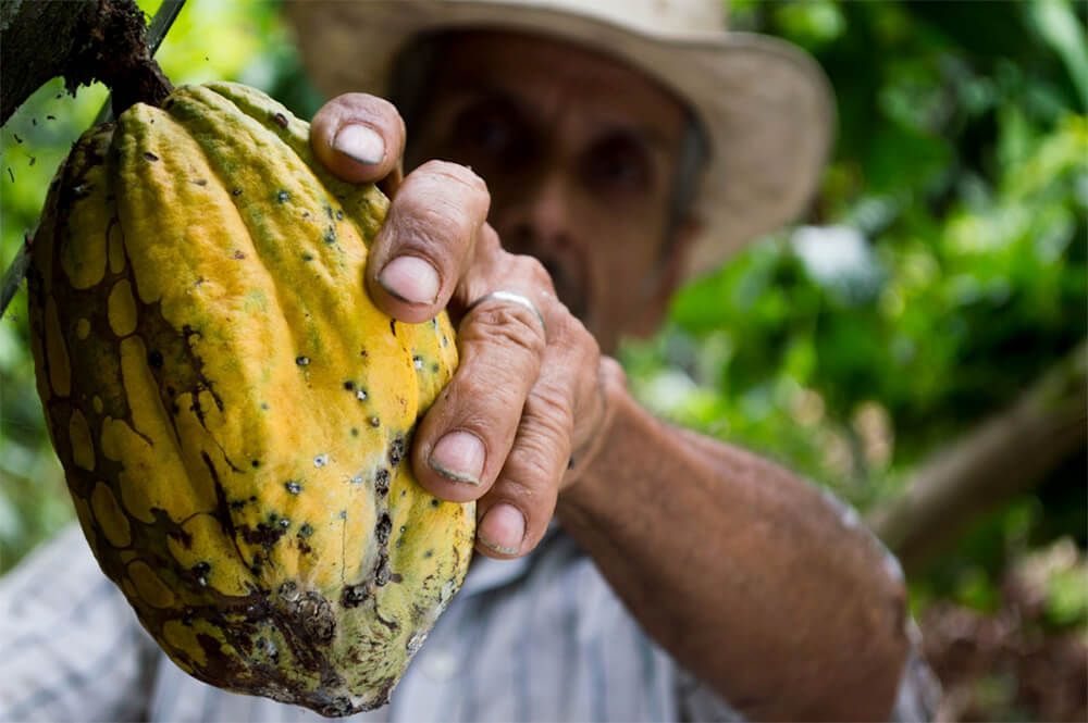 cocoa extraction