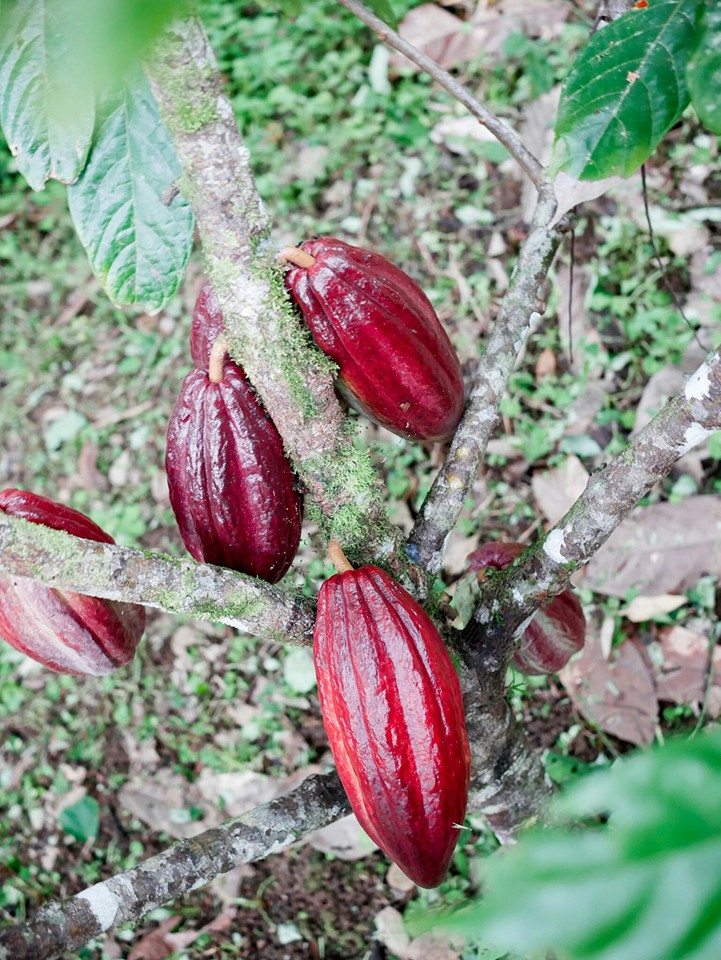 couverture-chocolate-comes-from-organic-cacao