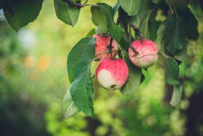 make-fresh-caramel-apples-optimized