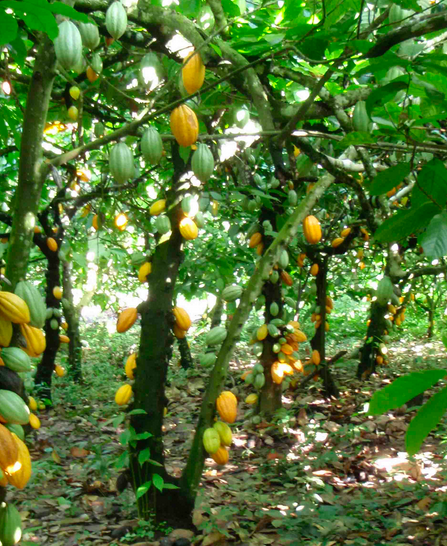 The Original Cacao Tree